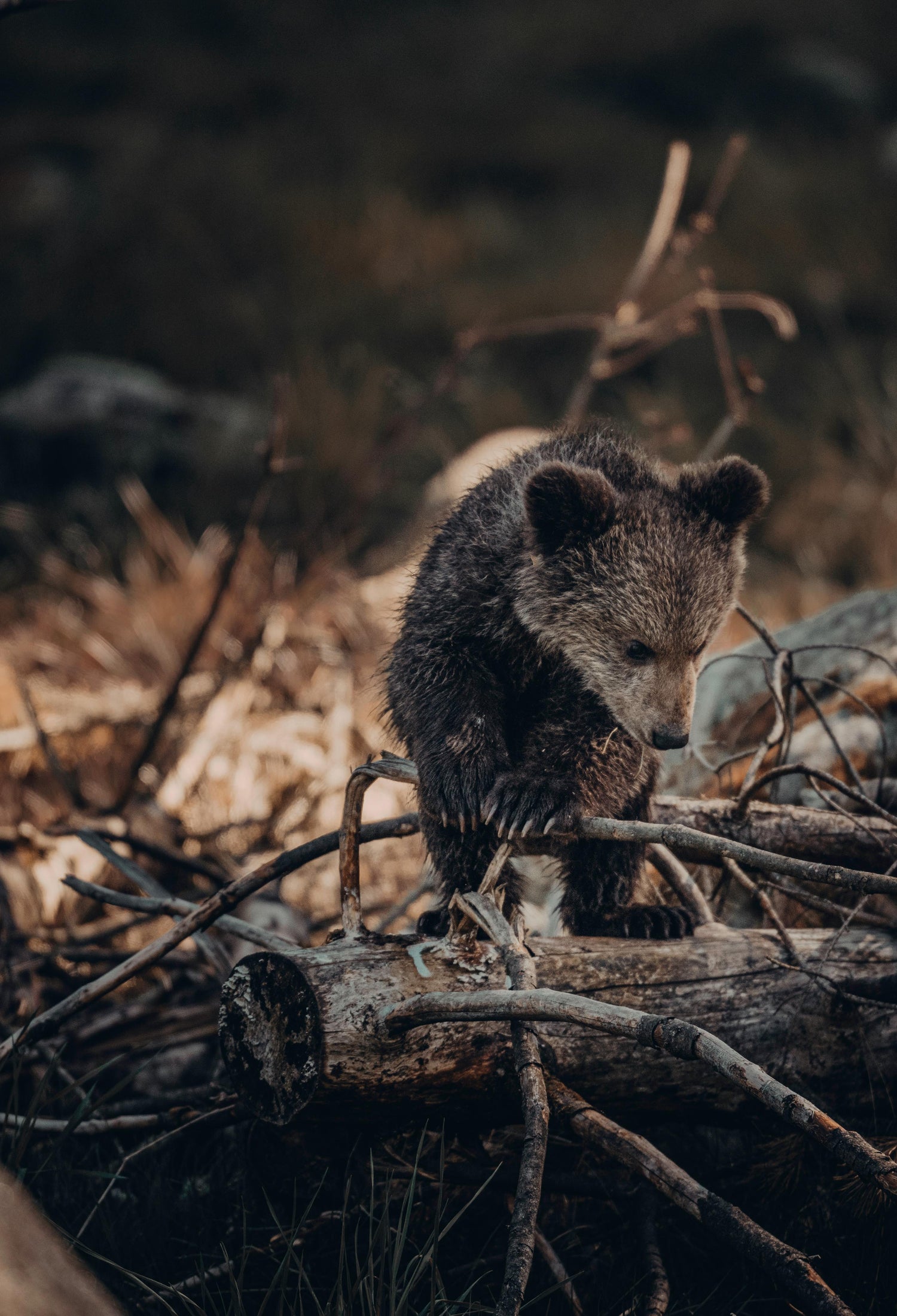 Bear cub climbing on a fallen tree